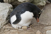 Rockhopper Penguin (Eudyptes chrysocome) incubating eggs, New Island, Falkland Islands
