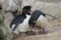 Rockhopper Penguin (Eudyptes chrysocome) pair exchanging incubation duties, New Island, Falkland Islands