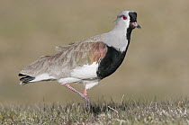 Southern Lapwing (Vanellus chilensis), Ushuaia, Tierra del Fuego, Argentina