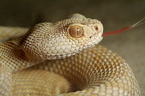Western Diamondback Rattlesnake (Crotalus atrox) albino smelling the air with his tongue, native to North America