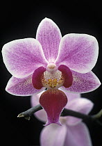 Orchid (Phalaenopsis equestris) flower, Spain