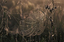 Spider web at dawn covered in dew, Spain