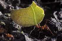Leafcutter Ant (Trachymyrmex sp) in tropical rainforest carrying leaf, Sierra Nevada National Park, Venezuela