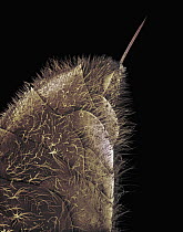 Honey Bee (Apis mellifera) abdomen and stinger at 14x magnification, Spain