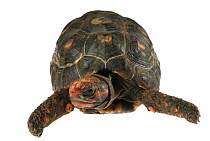 Red-footed Tortoise (Geochelone carbonaria), native to South America