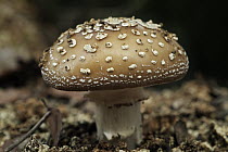 Blusher (Amanita rubescens) mushroom is edible when cooked, Europe