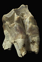 Fossil rhinoceros molar, between 800,000 and 1,000,000 years old, Terrassa, Spain