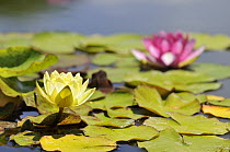 Water Lily (Nymphaea sp) flowers, Tenerife, Canary Islands, Spain