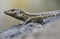 Gallot's Lizard (Gallotia galloti) female, endemic to north of the island of Tenerife, Canary Islands, Spain