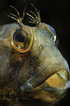 Ringneck Blenny (Parablennius pilicornis) male with characteristic protrusions branched over each eye, Barcelona, Spain