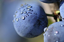Blackthorn (Prunus spinosa) fruit covered with water droplets, Spain