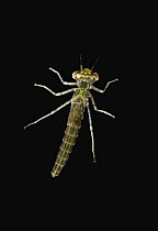 Dragonfly larva, Spain