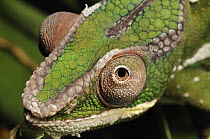 Panther Chameleon (Chamaeleo pardalis) molting, native to Madagascar