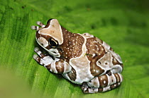 Amazon Milk Frog (Trachycephalus resinifictrix) on leaf, South America
