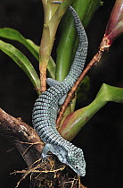 Green Arboreal Alligator Lizard (Abronia graminea), endemic to cloud forests of Mexico