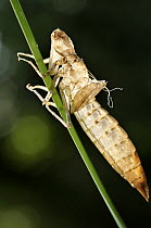 Dragonfly (Sympetrum sp) nymphal case on bamboo stalk, Barcelona, Spain
