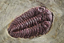 Trilobite fossil, Spain