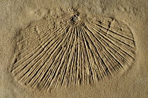 Mollusc shell fossil, Tarragona, Spain