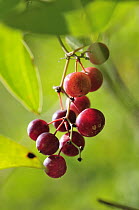 Rough Bindweed (Smilax aspera) fruit, Montserrat Natural Park, Spain