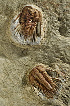 Trilobite fossils, Spain