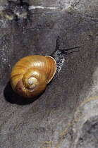 Cuba Garden Zachrysia (Zachrysia provisoria) snail, native to Cuba