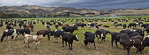 Domestic Cattle (Bos taurus) herd grazing, Hurunui, New Zealand