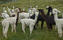 Alpaca (Lama pacos) herd, newly shorn, Waiau, North Canterbury, New Zealand
