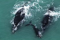 Southern Right Whale (Eubalaena australis) pair and calf near Cape Agulhas, South Africa
