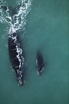 Southern Right Whale (Eubalaena australis) female and calf near Cape Agulhas, South Africa