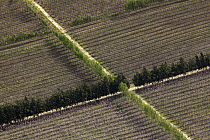 Orchards and windbreak trees, Overberg, South Africa