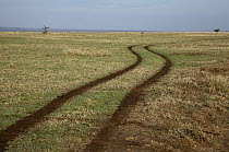 Tracks in Ol Pejeta Conservancy, Kenya
