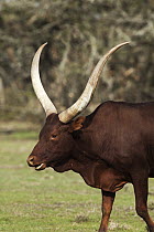 Domestic Cattle (Bos taurus), Ankole breed, Ol Pejeta Conservancy, Kenya