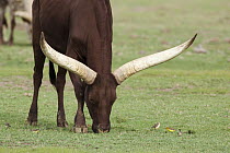 Domestic Cattle (Bos taurus) grazing, Ankole breed, Ol Pejeta Conservancy, Kenya