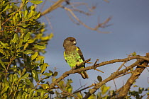 Meyer's Parrot (Poicephalus meyeri), Ol Pejeta Conservancy, Kenya
