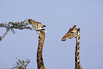 Reticulated Giraffe (Giraffa reticulata) female browsing on acacia tree, Ol Pejeta Conservancy, Kenya