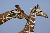 Reticulated Giraffe (Giraffa reticulata) male and female, Ol Pejeta Conservancy, Kenya
