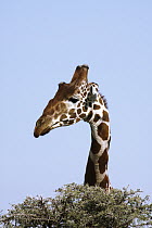 Reticulated Giraffe (Giraffa reticulata) male behind acacia, Ol Pejeta Conservancy, Kenya