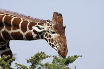Reticulated Giraffe (Giraffa reticulata) male browsing on acacia, Ol Pejeta Conservancy, Kenya