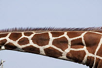 Reticulated Giraffe (Giraffa reticulata) neck showing reticulated pattern, Ol Pejeta Conservancy, Kenya