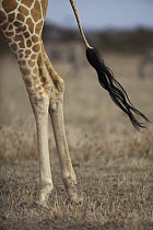 Reticulated Giraffe (Giraffa reticulata) tail and legs, Ol Pejeta Conservancy, Kenya