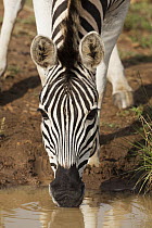 Burchell's Zebra (Equus burchellii) drinking, Itala Game Reserve, South Africa