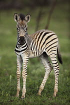 Burchell's Zebra (Equus burchellii) foal, Itala Game Reserve, South Africa
