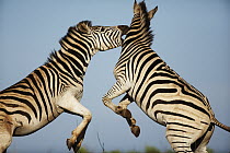 Burchell's Zebra (Equus burchellii) males sparring, Itala Game Reserve, South Africa