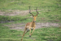 Impala (Aepyceros melampus) male running, Chobe National Park, Botswana