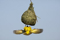 Masked-Weaver (Ploceus velatus) male displaying at nest, Gauteng, South Africa