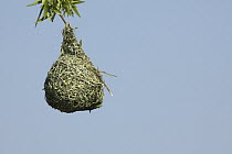 Masked-Weaver (Ploceus velatus) nest, Gauteng, South Africa