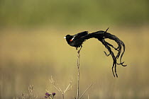 Long-tailed Widow (Euplectes progne) male in breeding plumage, Marievale Bird Sanctuary, South Africa
