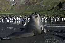 Southern Elephant Seal (Mirounga leonina) young males fighting on beach, South Georgia Island