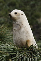 Antarctic Fur Seal (Arctocephalus gazella) pup, white morph, South Georgia Island
