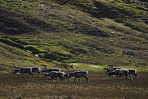 Caribou (Rangifer tarandus) herd on tundra, South Georgia Island